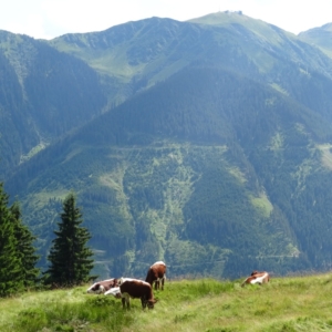 Rakouské pastviny