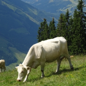 Rakouské krávy